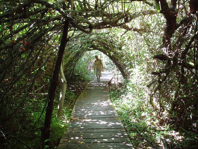Path on Russell Island