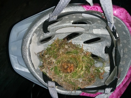 Pacific Coast Flycatcher chicks day
        2