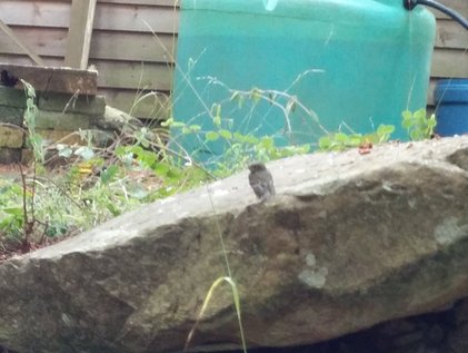 Pacific Coast Flycatcher
        juvenile