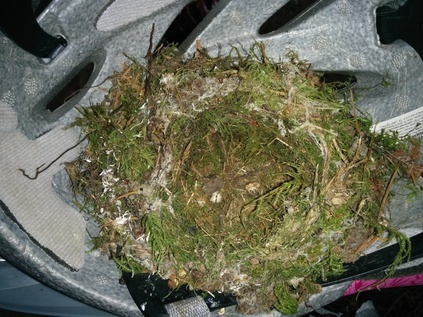 Empty Pacific Coast Flycatcher
        nest
